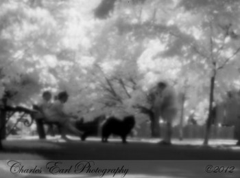 Dog Watching